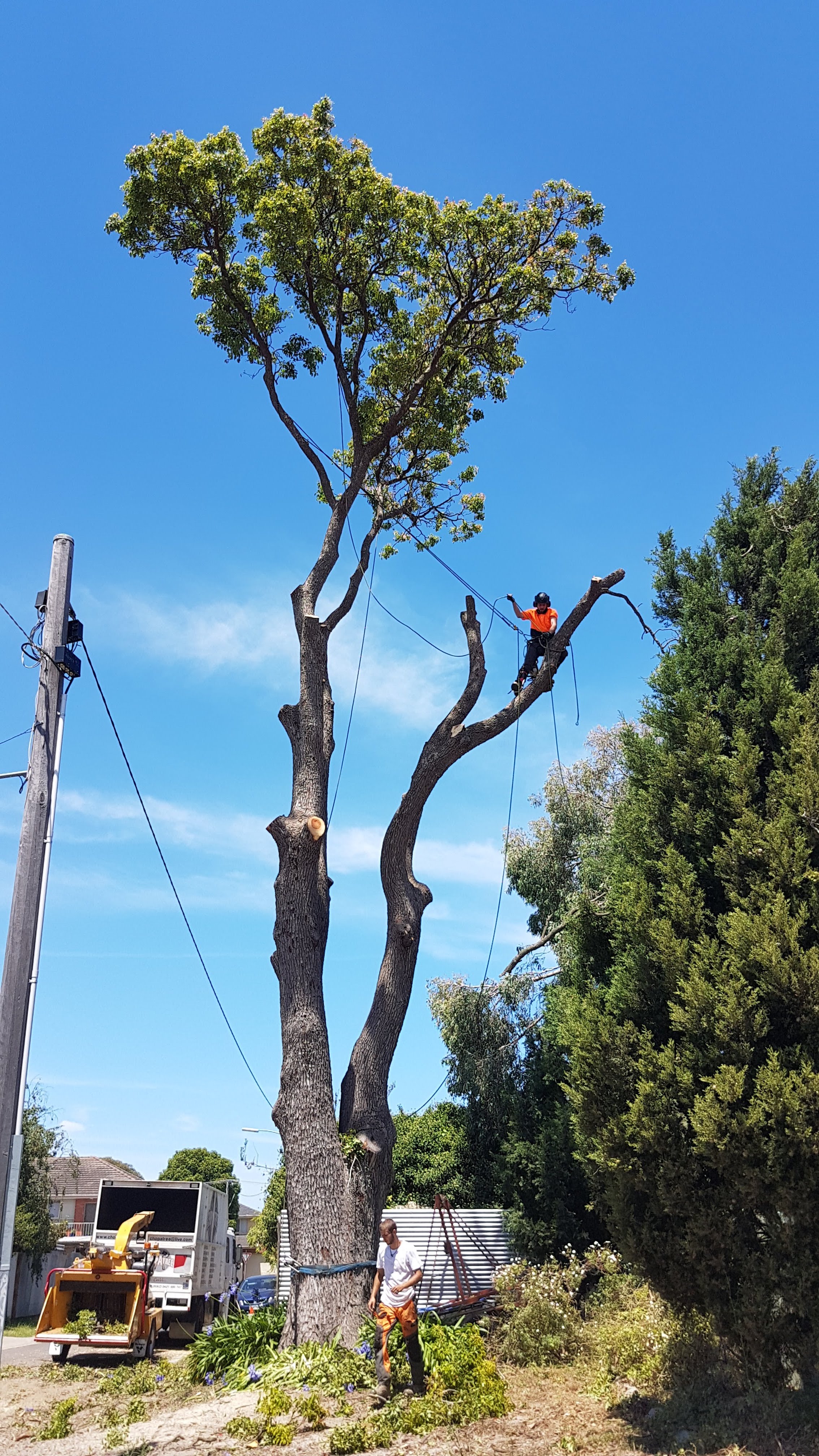 RAZOR BLADE TREE SPECIALISTS PTY LTD – Moorabbin VIC – 1 Review